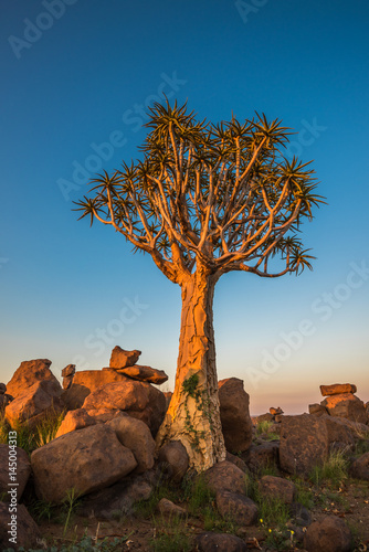 The quiver tree, or aloe dichotoma, Keetmanshoop, Namibia © javarman