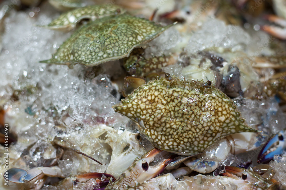 Crab shell in ice Crab shell in ice