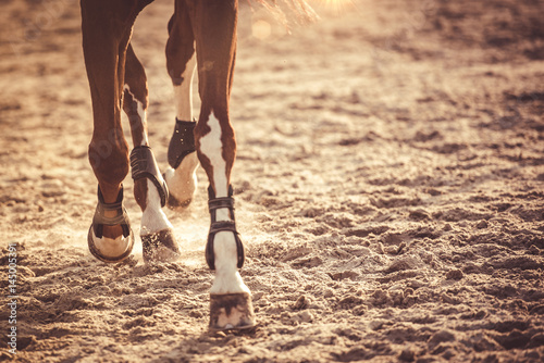 Horse legs running in sunset