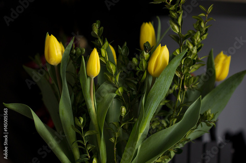 yellow tulips on black background photo