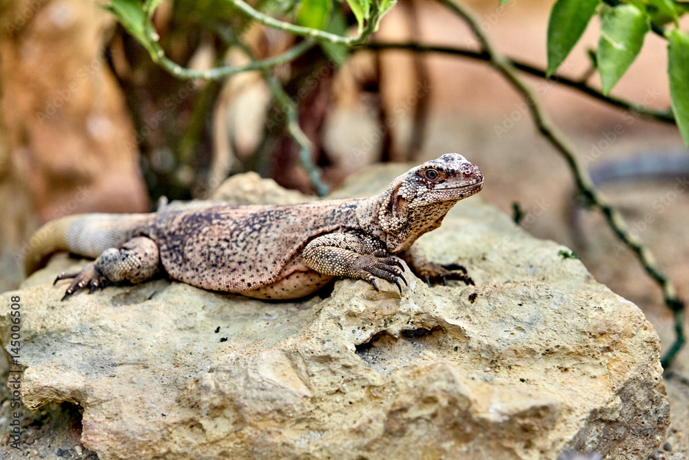 lizard lizard on a rock lizard lizard on a rock