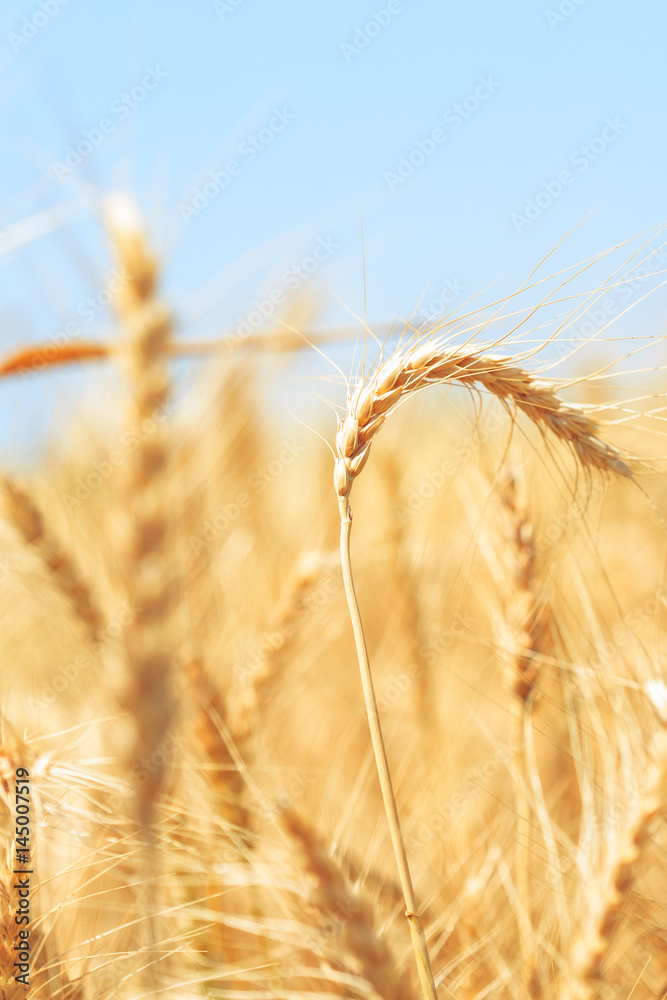 Raw wheat in wheat field