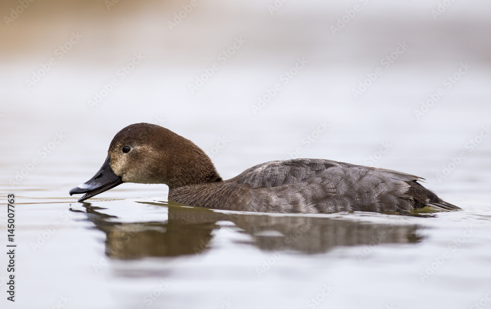 Fototapeta premium Pochard in the lake
