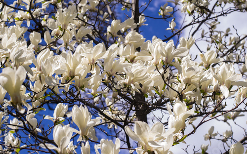 White magnolia. Creamy blossom of white magnolia tree. Beautiful creamy magnolia flower. Magnolia flower in Botanic garden.
