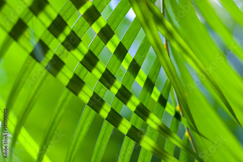 coconut tree palm leaves crossed for natural background or texture with backlit. Sunlight through leaves. Selective focus