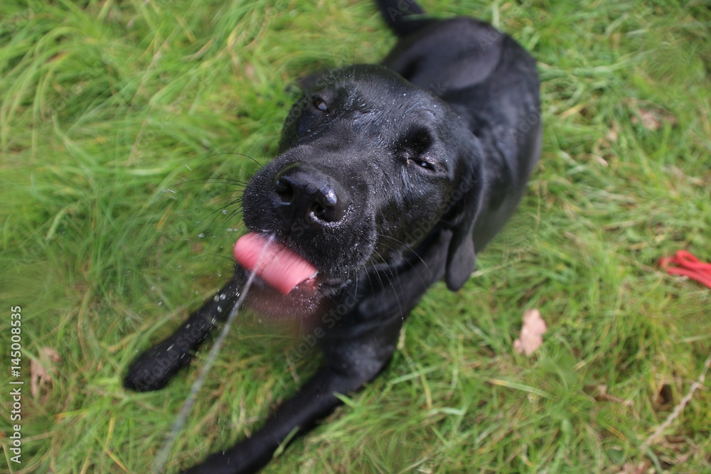 witzig verrückter labrador spielt mit wasser witzig verrückter labrador spielt mit wasser