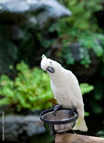 White macaw, Macaw parrot
