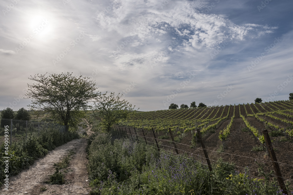 Fototapeta premium campiña jerezana