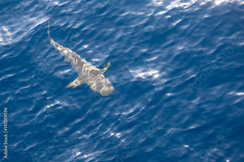 Blacktip Reef Shark Swimming in Shallow Water © ead72