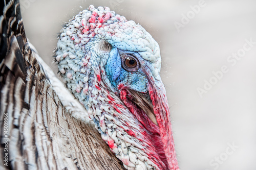 Head of an adult Turkey with beak and eyes closeup horizontal layout