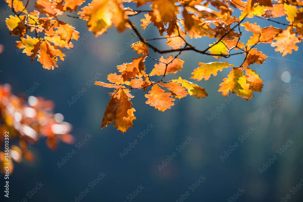 Autumn leaves, , selective focus Autumn leaves, , selective focus