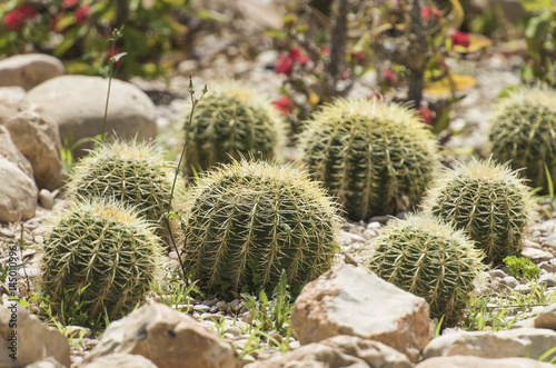 Barrel cactus plants in an arid desert garden