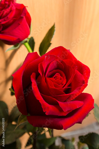 Red rose flowers on the light background