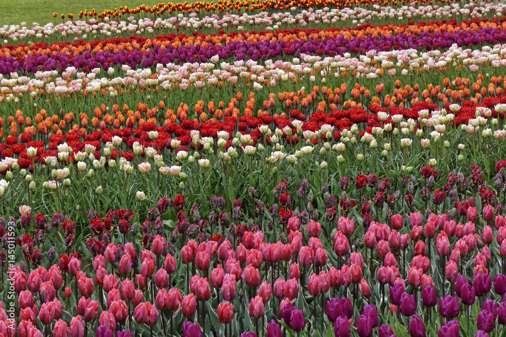 colorful blooming tulip field 