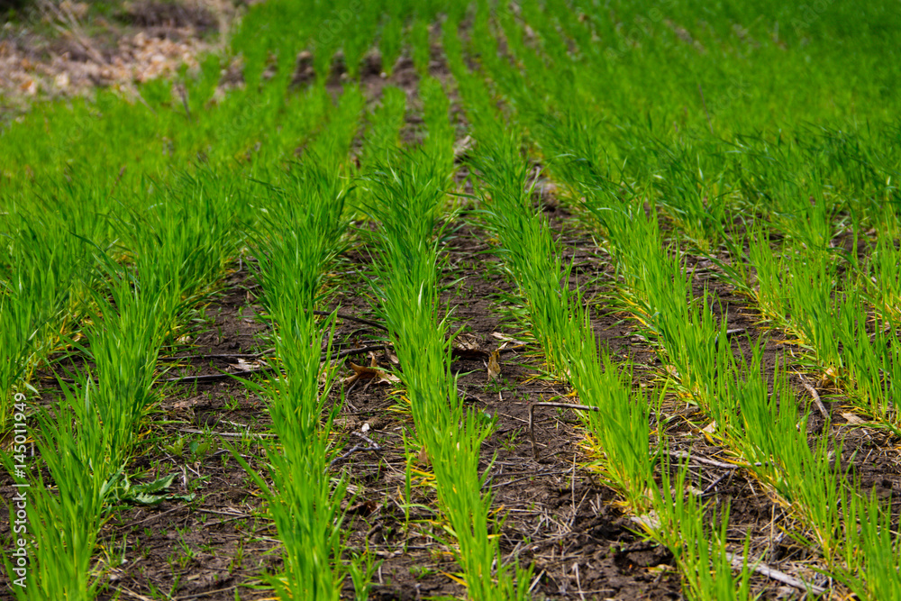 Field of young green wheat Field of young green wheat