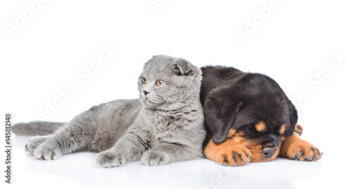 Scottish kitten and sleeping rottweiler puppy lying together. Isolated on white background