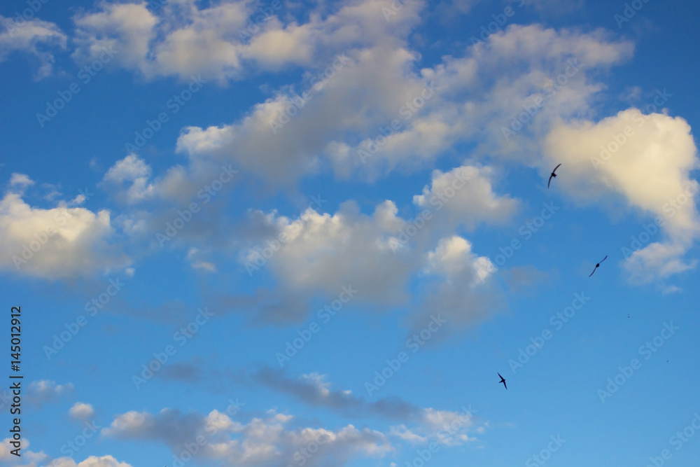 Cumulus clouds and birds on the background of blue sky