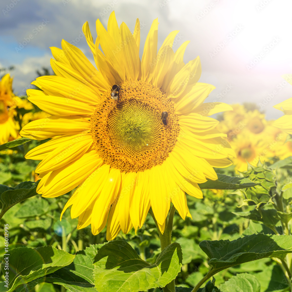 Zwei Bienen auf einer Sonnenblume bei strahlendem Sonnenschein Zwei Bienen auf einer Sonnenblume bei strahlendem Sonnenschein