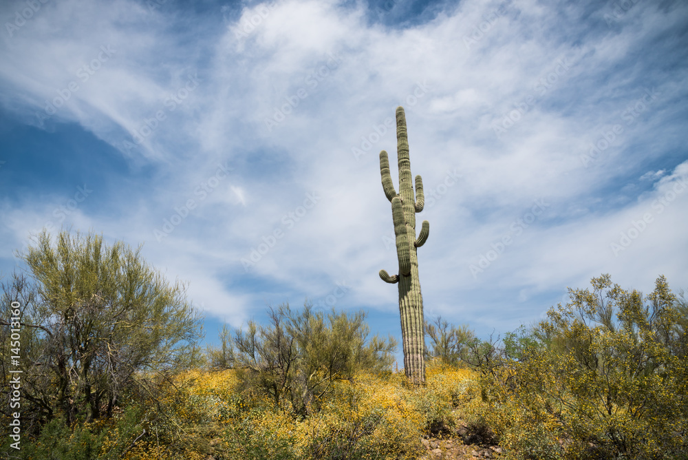 Obraz premium Lone Saguaro in Spring
