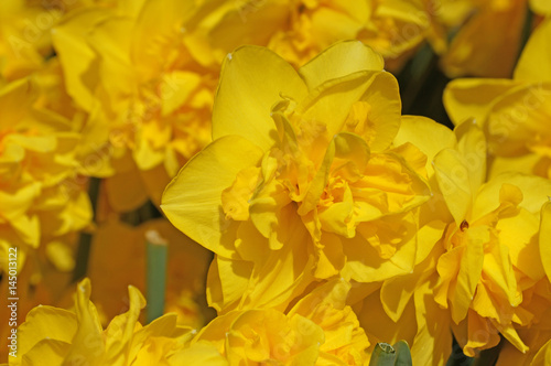Fototapeta Naklejka Na Ścianę i Meble -  Yellow daffodils bloom in greater numbers. Season of flowering daffodils. Narcissus bloom in the spring.