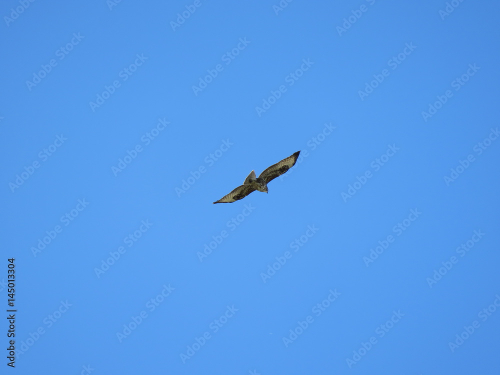 Il volo planante del falco