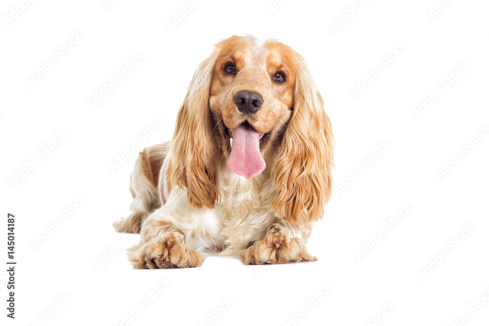 English cocker spaniel dog on a white background