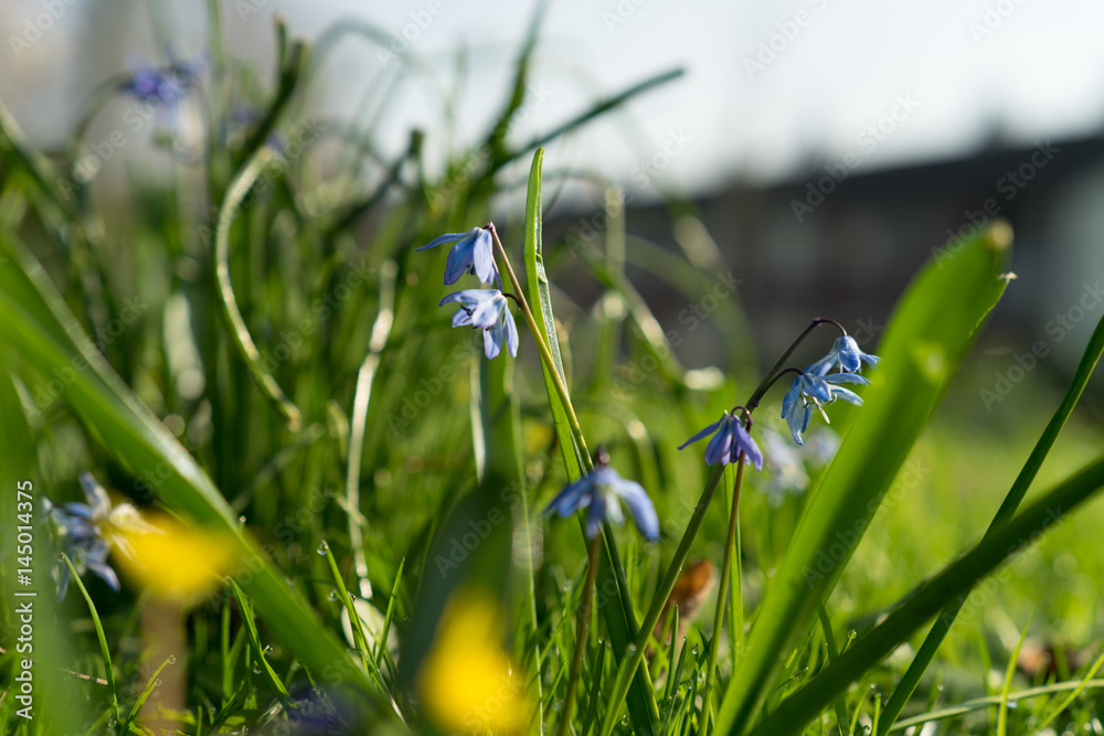 Wildflowers in bloom during springtime on a sunny day Wildflowers in bloom during springtime on a sunny day
