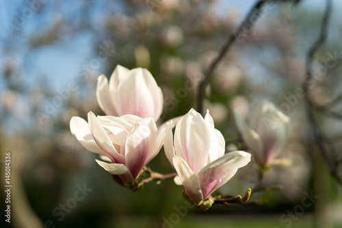 Beautiful Magnolia in full bloom during springtime