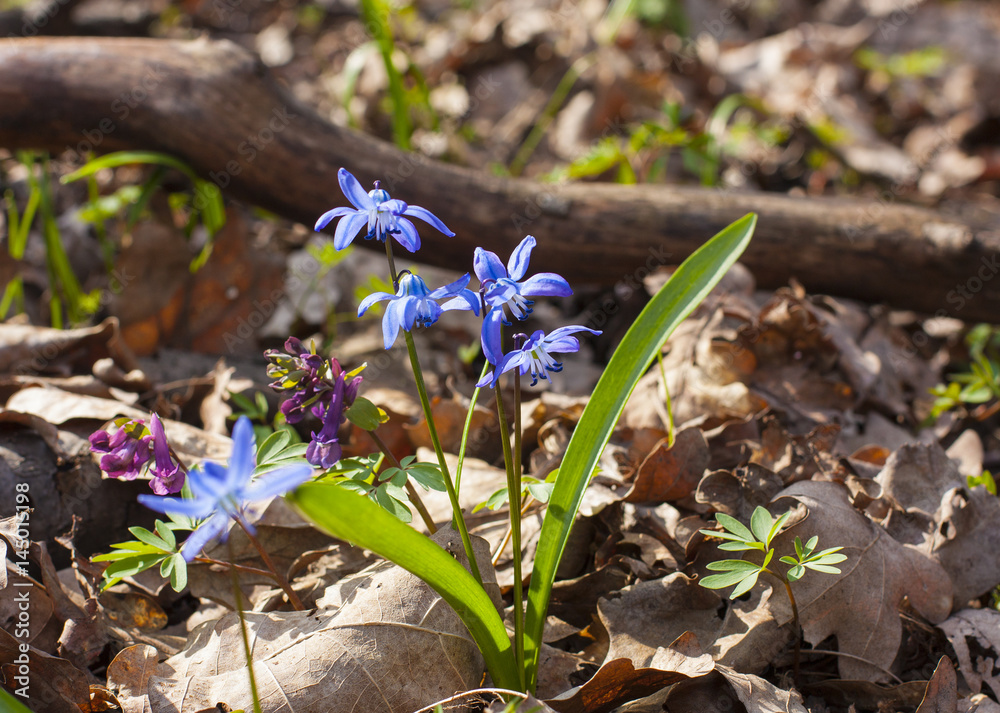 Scilla bifolia (Scilla siberica) flowers in a spring forest . Early spring blue flowers Scilla bifolia (Scilla siberica) flowers in a spring forest . Early spring blue flowers