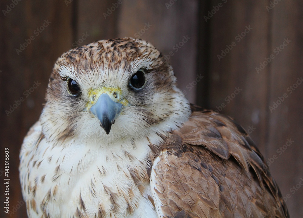 Obraz premium Falcon