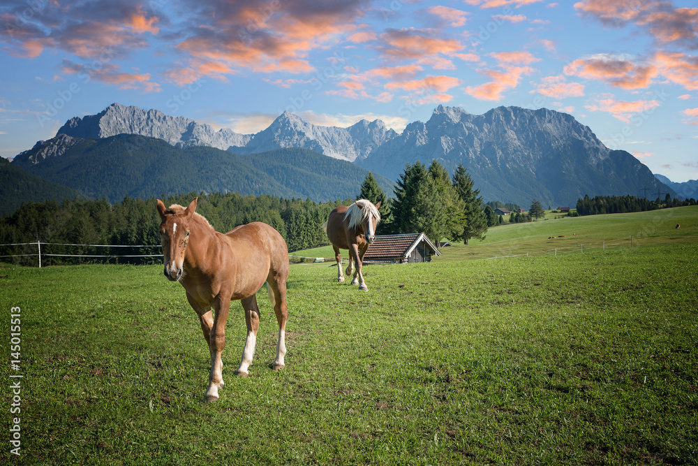 Pferdeweide und Karwendelgebirge bei Sonnenuntergang