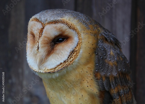 Barn Owl