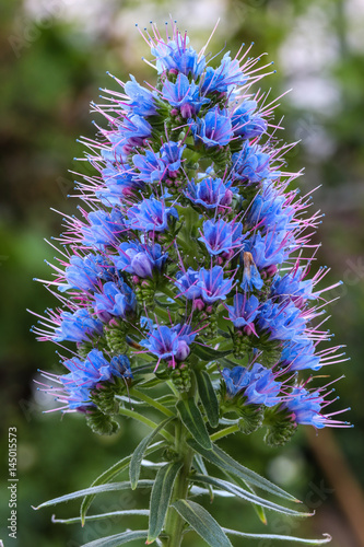 Echium Webbii photo