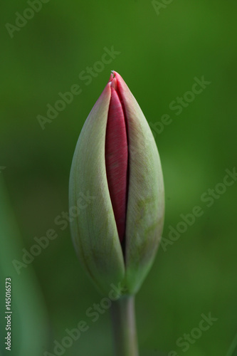flower detail - beautiful green and pink tulip bud