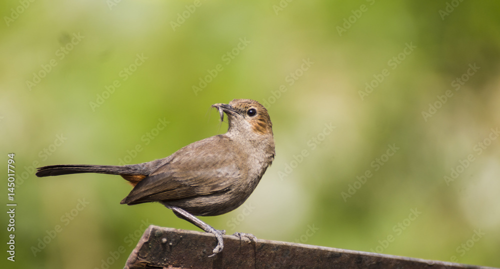 Fototapeta premium The brown rock chat or Indian chat (Oenanthe fusca) is a bird in the chat (Saxicolinae) subfamily and is found mainly in northern and central India. It is often found on old buildings and rocky areas.