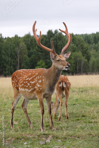 Spotted deer.