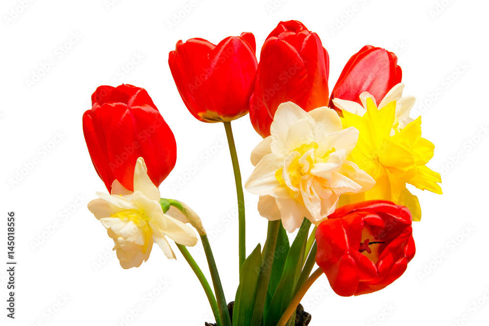 Bouquet of flowering daffodils and tulips isolated on white background close-up. Bouquet of flowering daffodils and tulips isolated on white background close-up.