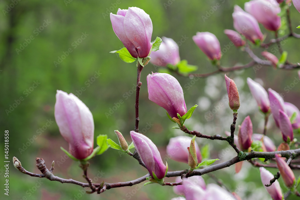 Magnolia flower purple on a blue background