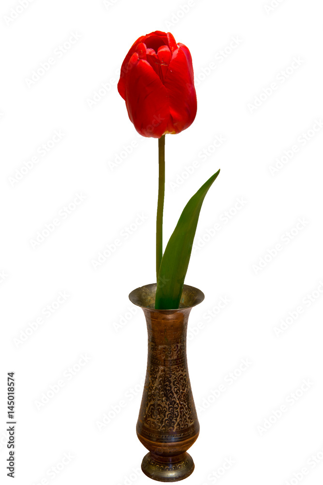 Obraz premium Blooming fragrant red tulip on a white background isolated.