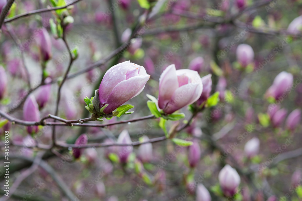 magnolia flower purple on a blue background