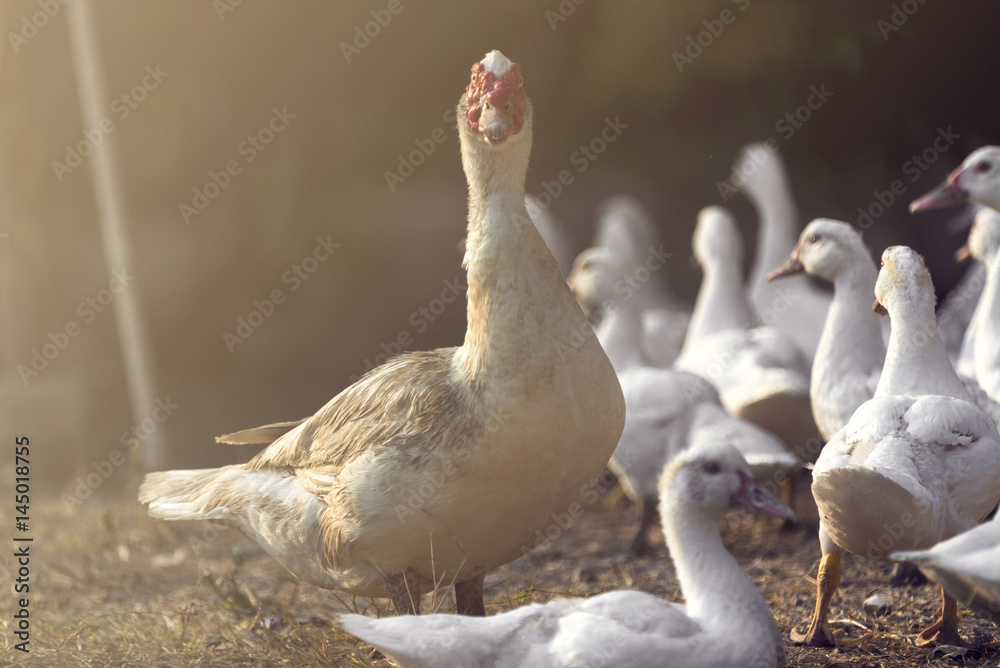 White duck family With natural sunlight White duck family With natural sunlight