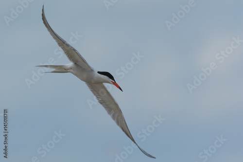 Tern Flying Long Wings Diagonal in Composition
