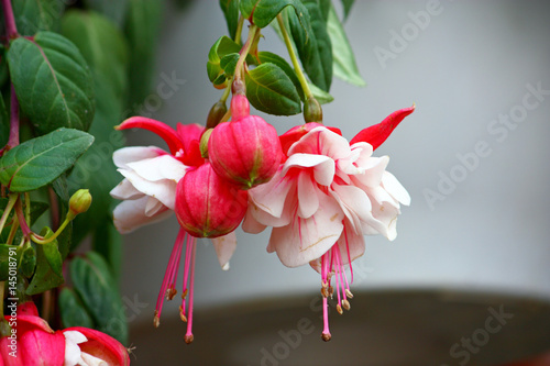 Flowers of fuchsia