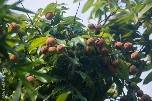 fruit name lichia still in the tree photo