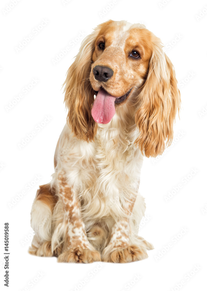 Fotografie English cocker spaniel dog on a white background