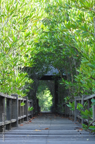 wooden board walk on mangro...