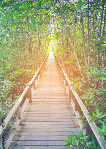 wooden board walk on mangro...