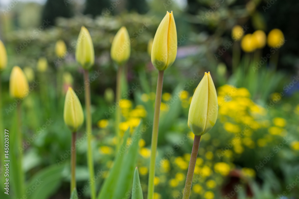 Fototapeta premium Tulips