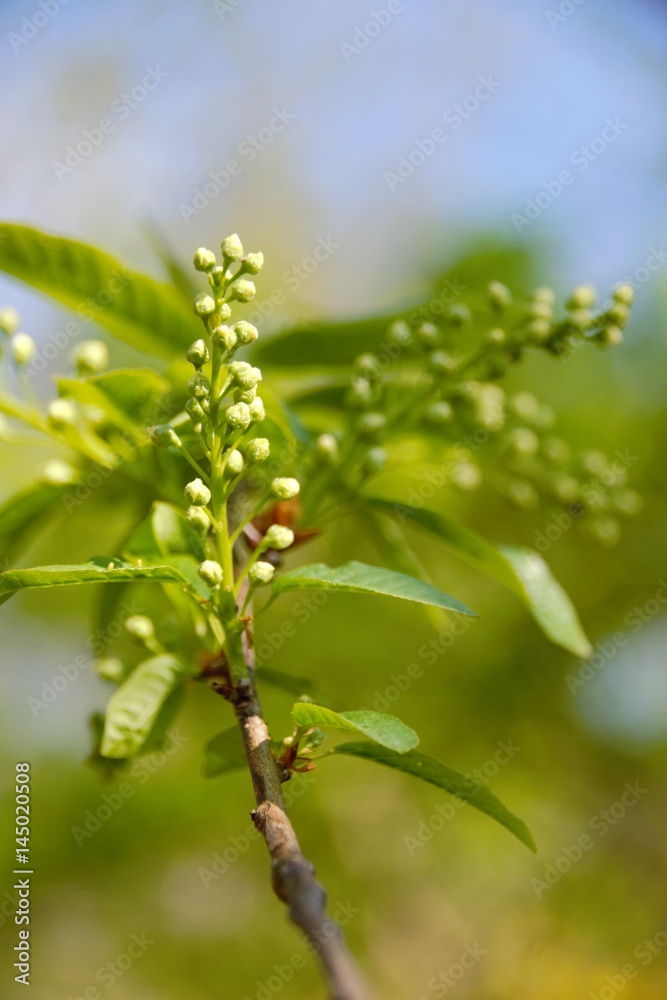 Colorful fresh flowers in a sunny green spring garden. Colorful fresh flowers in a sunny green spring garden.