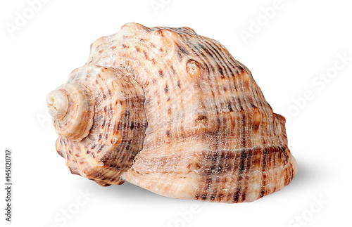 Seashell rapana side view rotated
